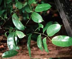 Image result for Oldfieldia macrocarpa