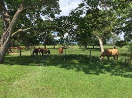 There's a myriad of things to do at texas ranch life, from riding horses to riding the couch. Texas Ranch Life Chappell Hill Aktuelle 2021 Lohnt Es Sich Mit Fotos