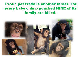 Find the perfect prinz marcus von anhalt stock photos and editorial news pictures from getty images. So You Want To Buy A Monkey Think Again Posts Facebook