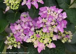 Гортензия древовидная инвинсибл спирит (hydrangea arborescens invincibelle spirit). Cityline Venice Bigleaf Hydrangea Hydrangea Wallpaper