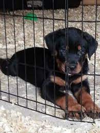 We did not find results for: 75 Best Craigslist Pets Ideas Craigslist Pets Pets Craigslist