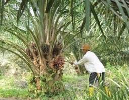 Malaysians Recognized For Their Dedication To Palm Oil Quality Https Www Palmoilhealth Org News Malaysians Recognized Dedication Palm Oil Palm Oil Palm Oils