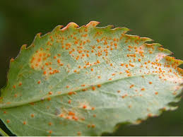 Image result for rez rzivost ostru%u017Einy