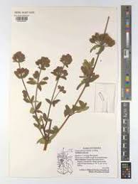 Image result for Lippia abyssinica