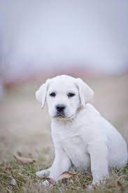 Check out our new puppies that are for sale! White Velvet Labradors Puppies Available White Lab Puppies White Labrador Puppy Labrador