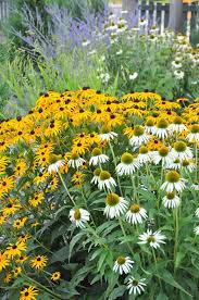 Three Dogs In A Garden The Lucy Maud Montgomery Garden A Children S Garden Of The Senses Plants Echinacea Garden Types