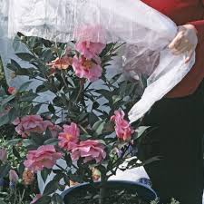 Kamelien Uberwintern Kubelpflanzen Uberwintern Gartentipps