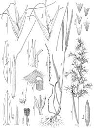 Image result for Urochloa semiundulata