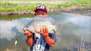 Ikan nila biasanya bisa dipanen setelah dua bulan, dengan ukuran 200 gram ikan nila salin yang dipanen oleh bapak nugroho dari kabupaten pati terbukti lebih besar. Rekor Terbesar Mancing Ikan Nila Di Tahun 2020 Youtube