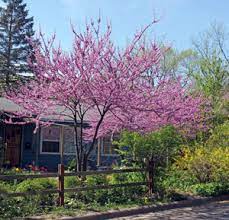 In autumn and early winter or beyond, the branches are covered with elongated seed packets that rustle like lightly rattling wind chimes. Eastern Redbud Cercis Canadensis Wisconsin Horticulture