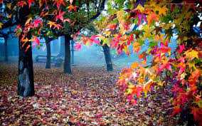 Maybe you would like to learn more about one of these? Beautiful Autumn 1600x1000 Download Hd Wallpaper Wallpapertip
