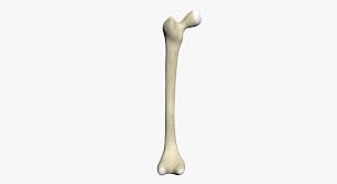 Human Femur 3d Model 3d Model Character 3d Model Human