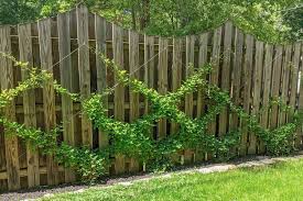 A trellis can double function as a garden fence and vice versa! Build Your Own Trellis Olive June