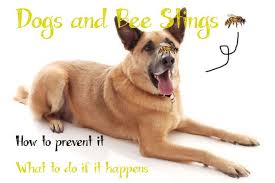 Bee Careful Everything You Need To Know About Dog Bee Stings Dog Bee Sting Bee Sting Dogs