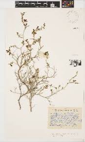 Image result for Melolobium