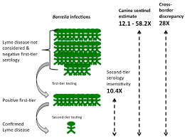 Healthcare Free Full Text Under Detection Of Lyme Disease In Canada Html