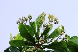 Image result for Anthocleista