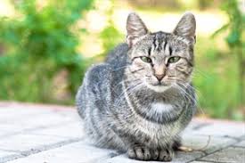 Outdoor cat is a debate that has raged for years among owners. Indoor Cats Vs Outdoor Cats How To Keep Your Cat Safe Vets Now