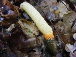 Image result for Mutinus caninus