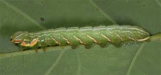 Image result for Peridea anceps