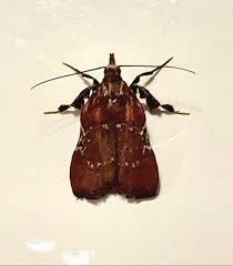 Image result for Nicolasia stenoptera