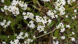 Image result for Galium