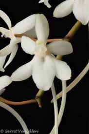 Image result for Disa zimbabweensis