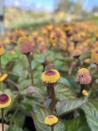 Image result for Spilanthes