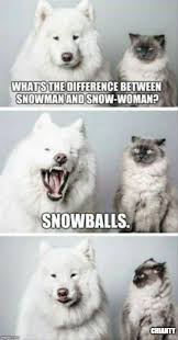 Untitled Funny Dog Memes Funny Animal Pictures Funny Animal Memes