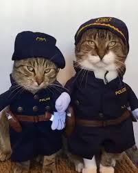 Pin By I Pet Paw On Police Man Cats Captain Hat Man Captain