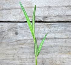 Image result for Stathmostelma