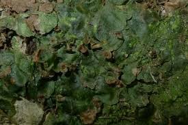 Image result for Didymoglossum