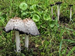 Image result for Coprinus comatus