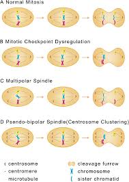 Image result for Centrostigma