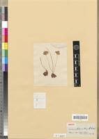 Image result for Oxalis anthelmintica