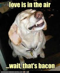But there's limited things to do in the room they stay in. I Can Has Cheezburger Love Is In The Air Funny Animals Online Cheezburger