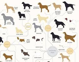 181 Breeds Of Dog On One Awesome Poster Infographics