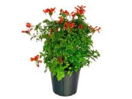Image result for Tecomaria capensis