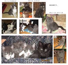 猫の里親募集 わたしたちをもらってください 房総タウン Com