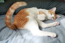 Without further ado, here are high quality pictures of bed bugs that will familiarize you with this pest and possibly even make you squint a little bit: How To Get Rid Of Bed Bugs On Cats
