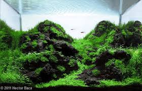Minimalist Iwagumi Method Aquariums Aquarium Landscape Planted Aquarium Fish Tank Plants
