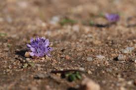 Image result for Asparagus migeodii