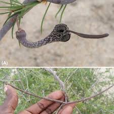 Image result for Bothriocline quercifolia