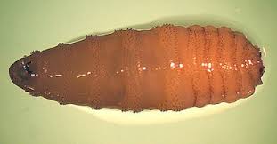 Je n'ai mis qu'un des chemins en capture d'écran elle invoque plusieurs larves (une par tour): Top 8 Des Parasites Qui Pondent Sous La Peau