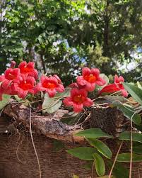 Image result for Bignonia capreolata