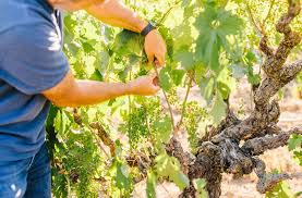 Image result for graft grape vines
