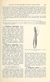 Image result for Elionurus