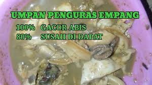 Mengolah kijing besar air tawar : Download Kijing Mp4 Mp3 3gp Naijagreenmovies Fzmovies Netnaija