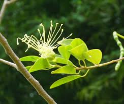 Image result for Hilsenbergia petiolaris