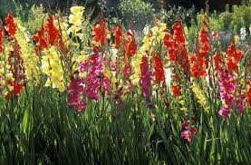Check spelling or type a new query. How To Plant Gladiolus Plant Instructions